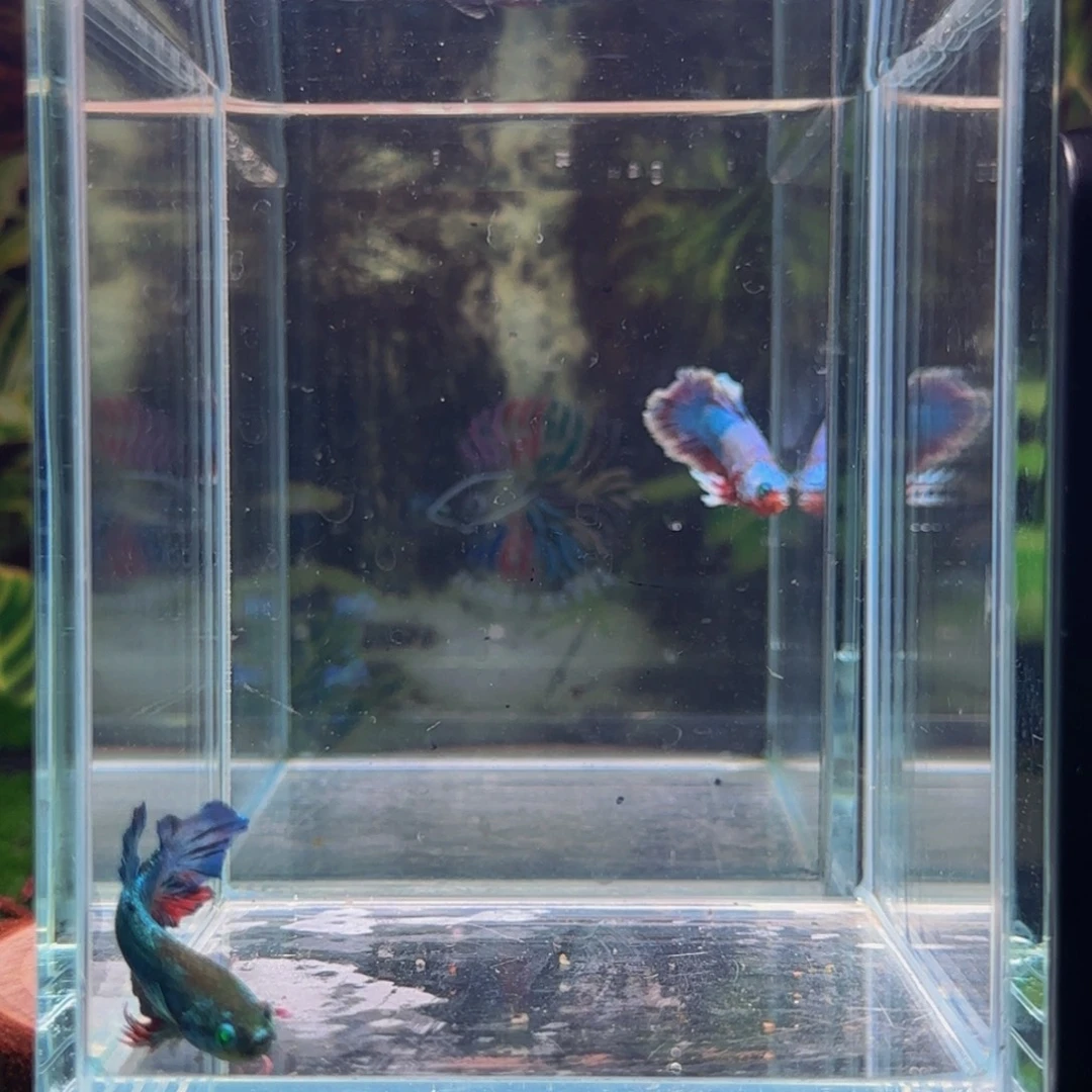 海水鱼哈哈哈哈哈哈哈好损了