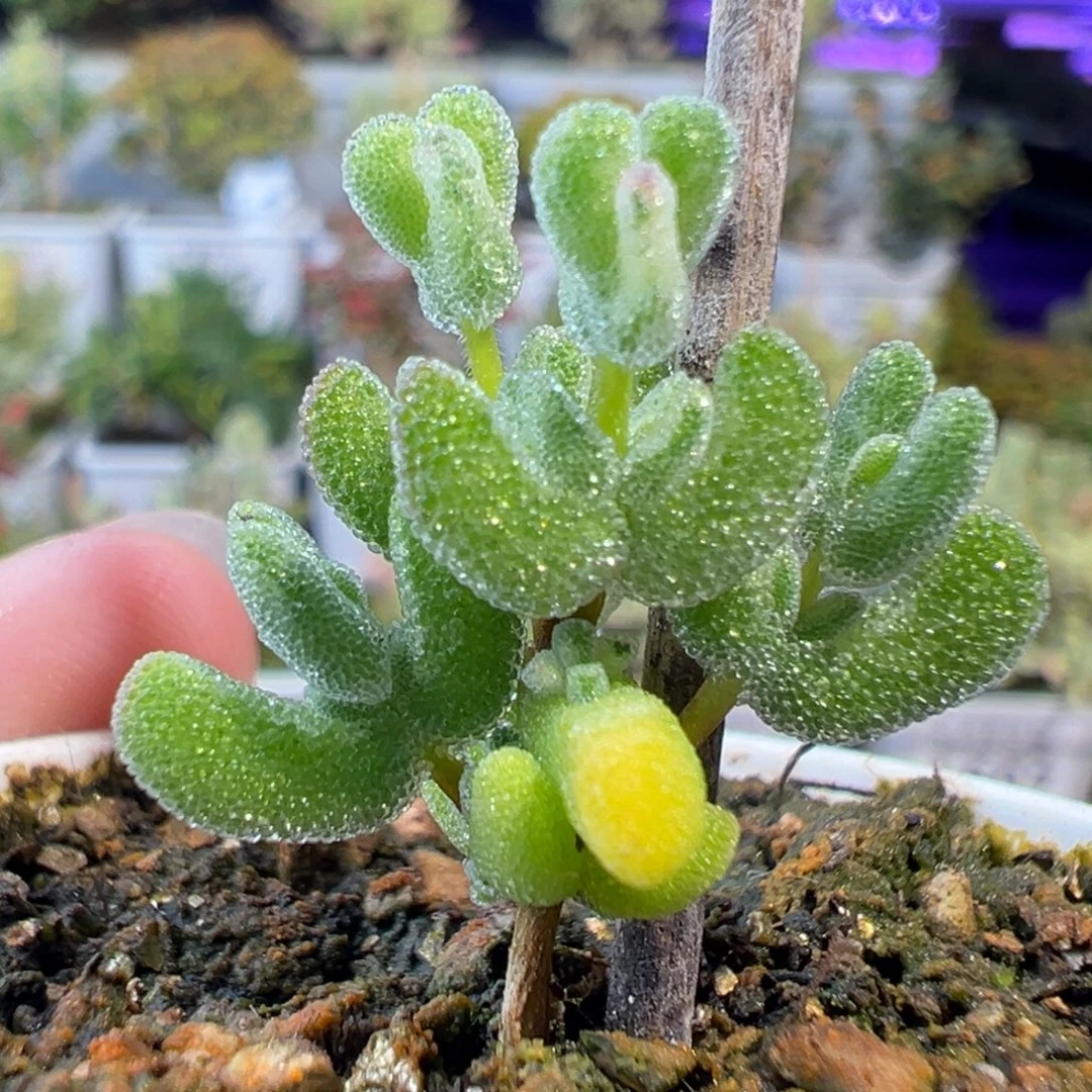 28-692枝干番杏多肉乐曲五圆盆迷你型