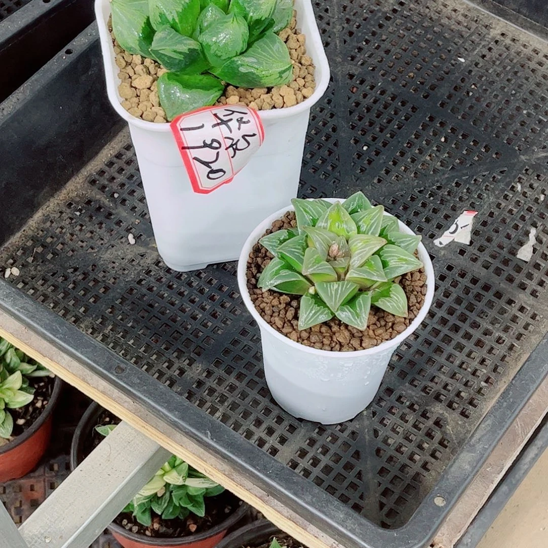 裹般若绿玻璃一勿一拍