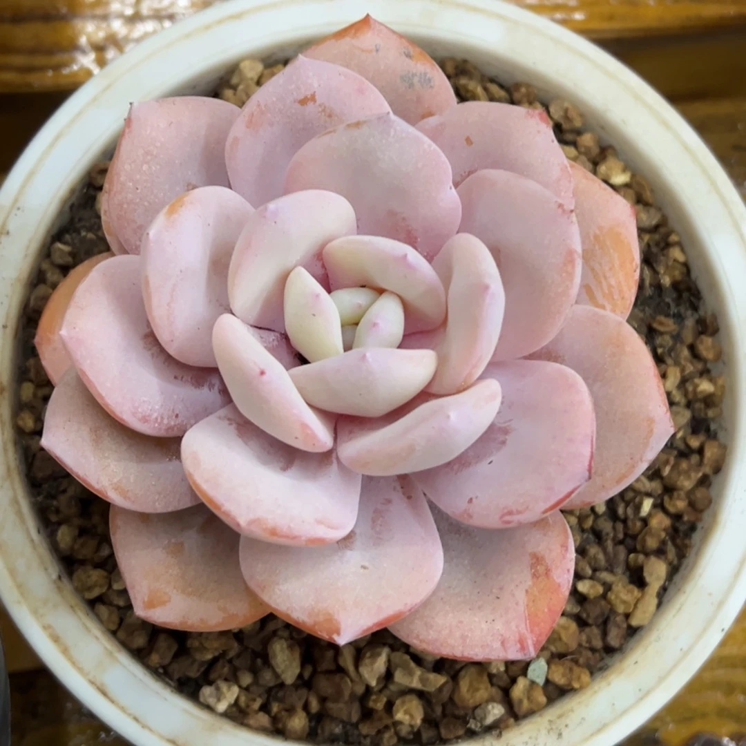 张张精品多肉甄选奶茶