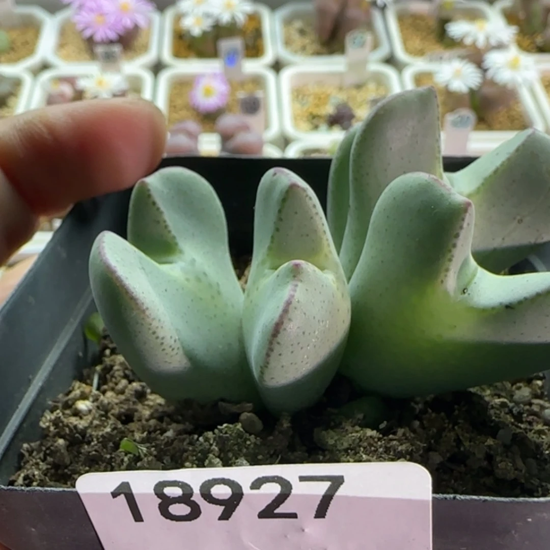 【闪购商品】18927
