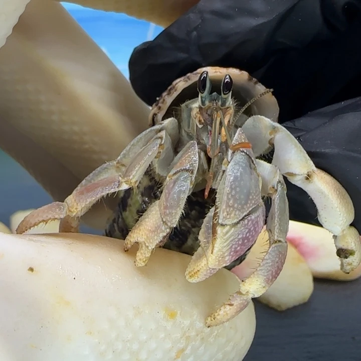 A11魔女 灰白1.4cm口径