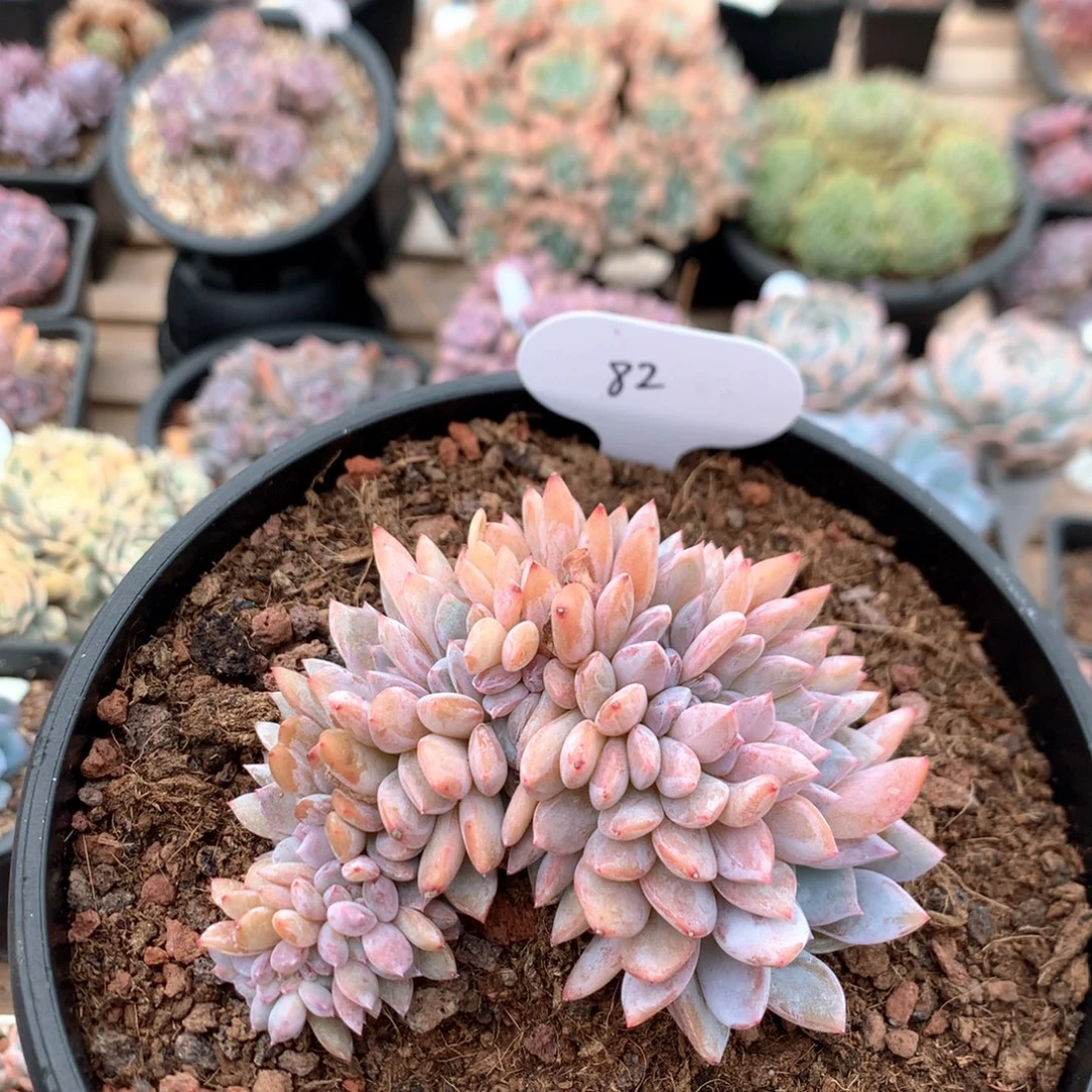 10厘米溏心雪天使 特价 82