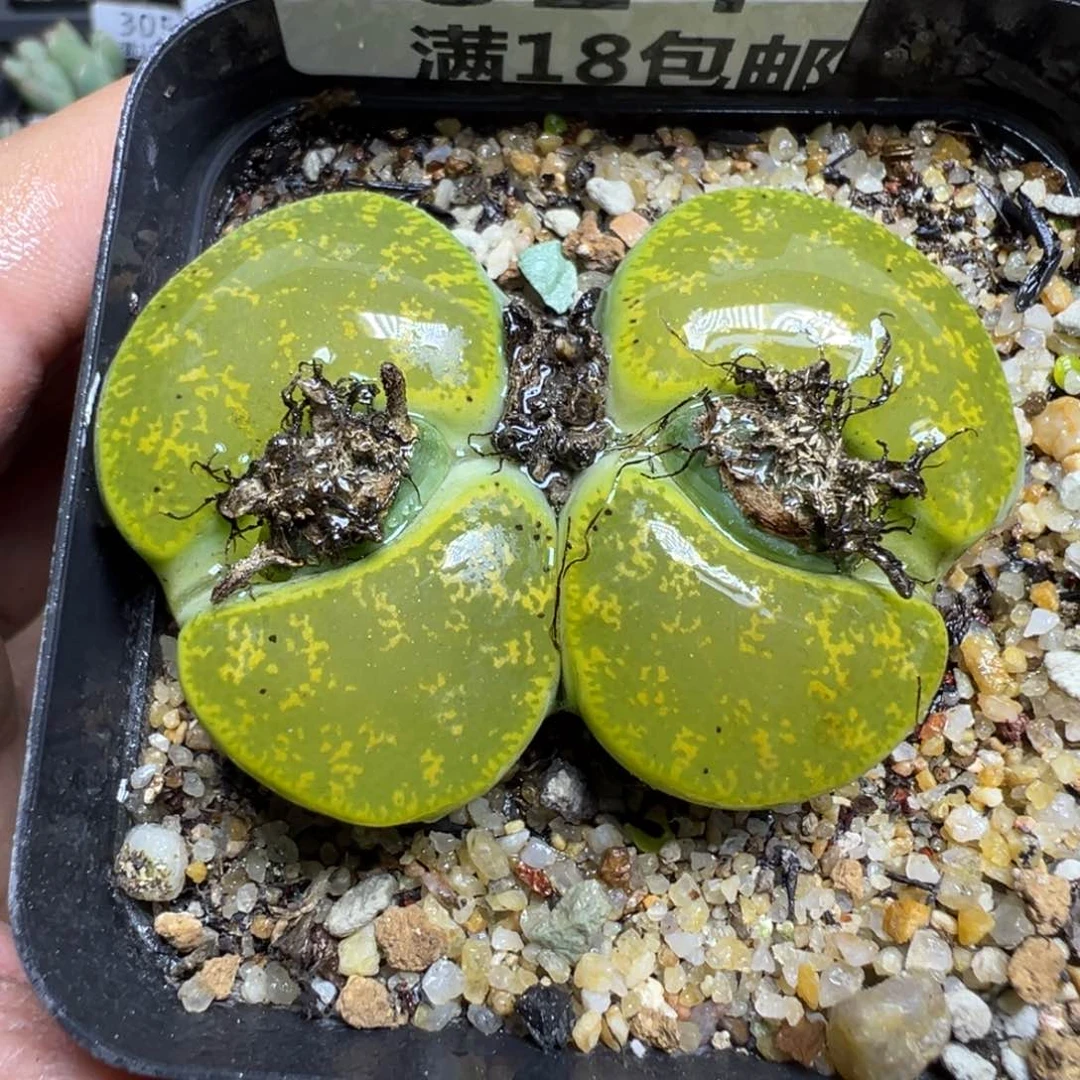 【闪购商品】 324。