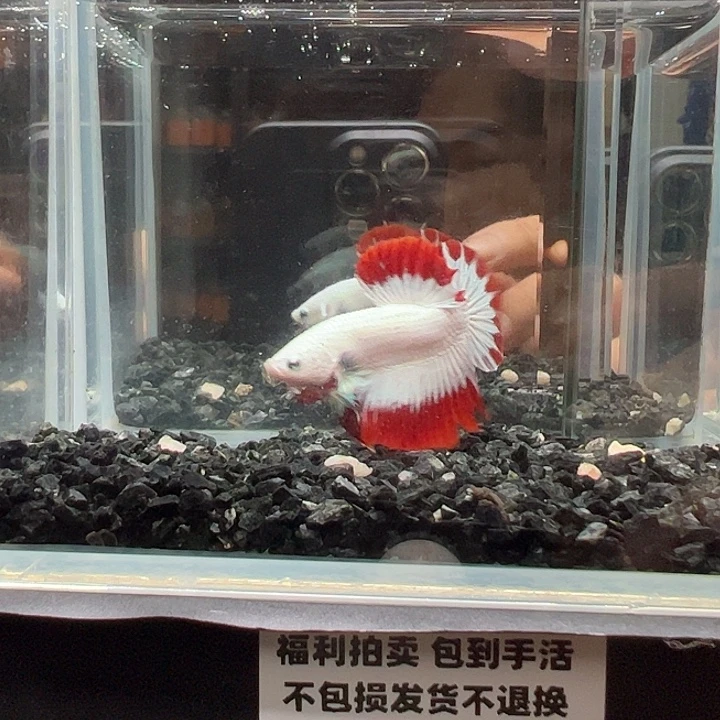 斗鱼竞拍跑单拉黑27日41