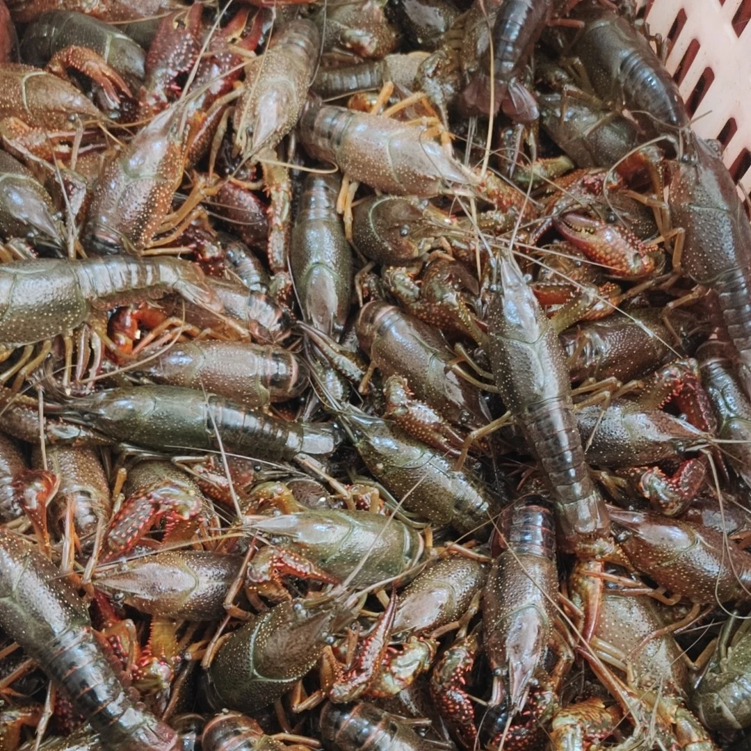 鲜活小龙虾-234小青红-到手5斤