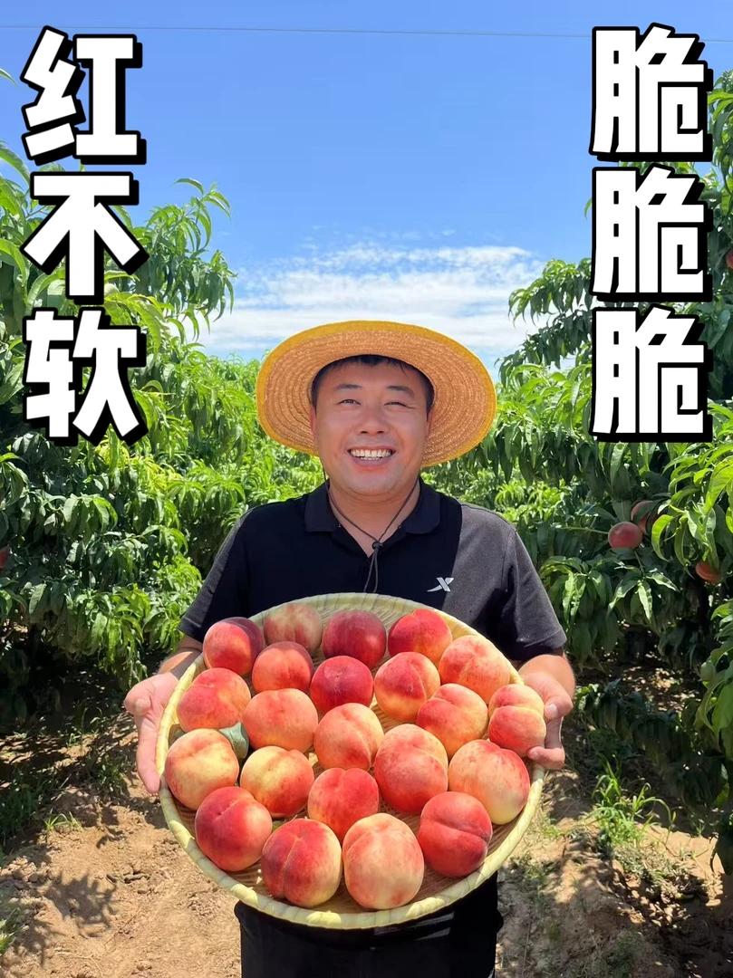 【红不软脆桃】山西运城产地直发正宗红而不软脆桃脆甜多汁坏果包赔