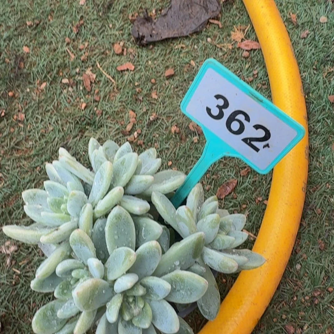 飘***摇多肉植物阿姆斯托362