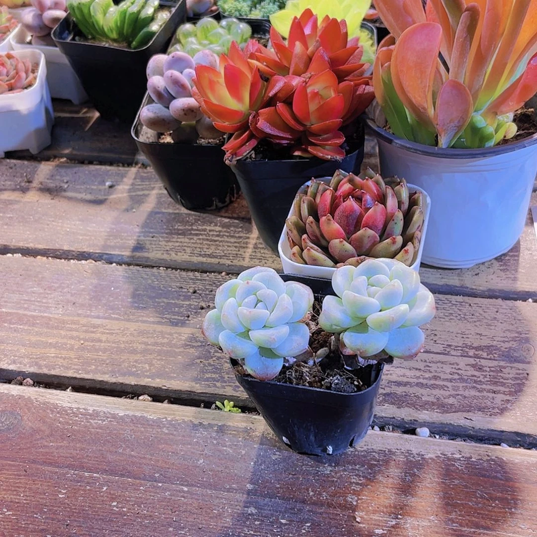 火祭群。火狐狸。玫瑰。冰玉多头