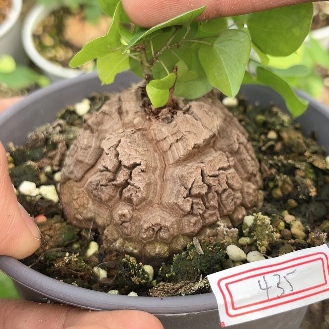 龟甲龙一物一拍435号6.3cm