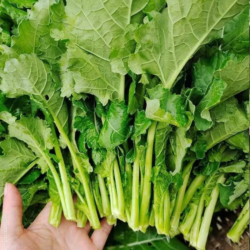 【年货节】农家自种老品种油菜苔