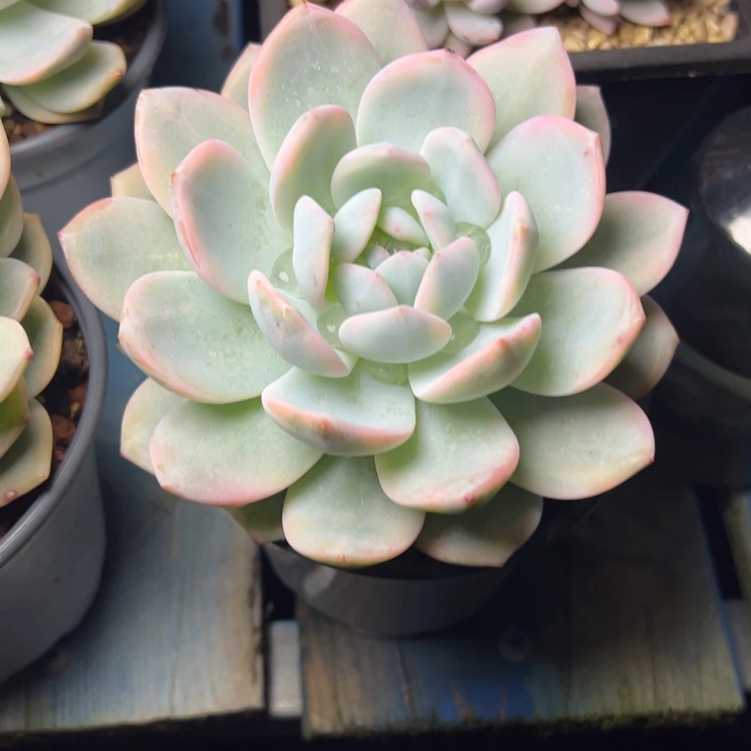 橙梦露锦量拍多肉植物9.9