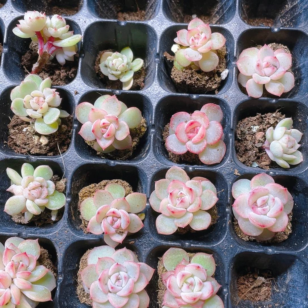 玉笛穴一个满25包邮