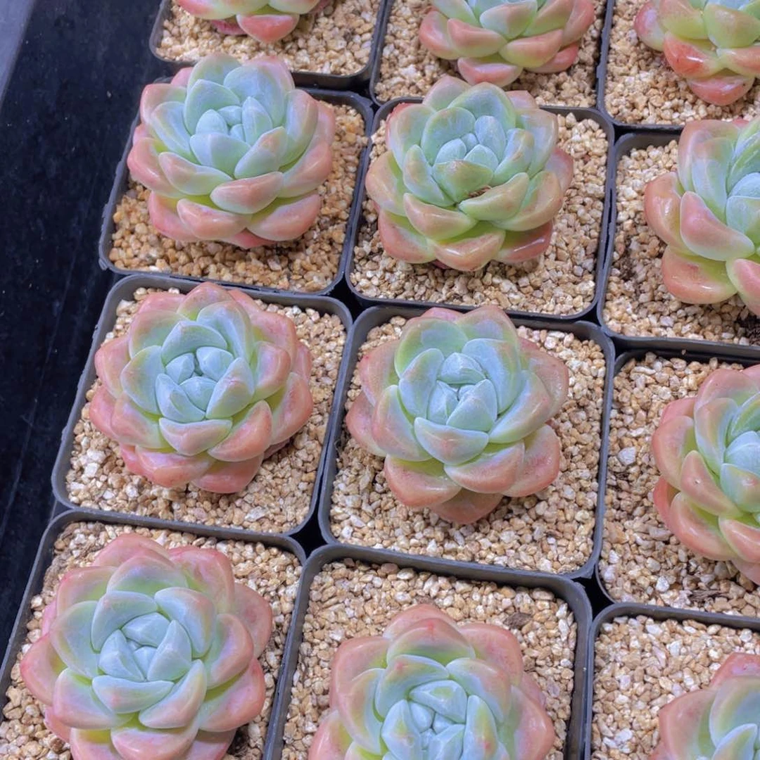 量拍2号 老桩奶油冰玉单头一个