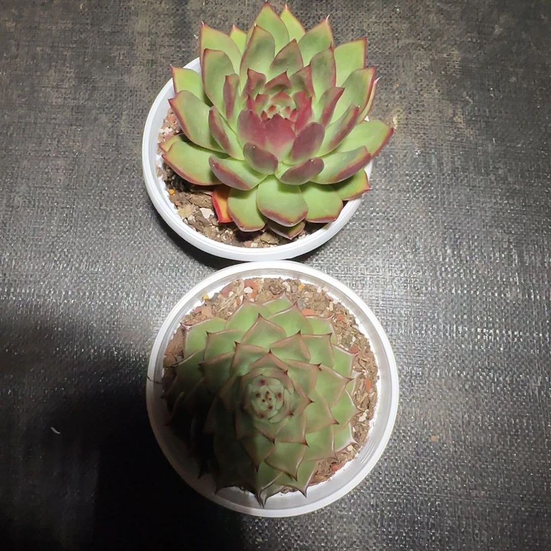 东云清棚一物一拍
