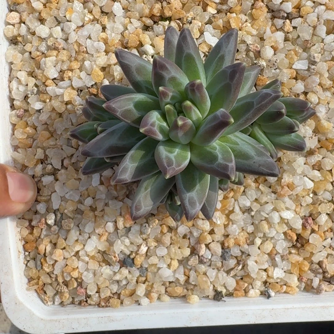 黑珍珠 群生 一物一拍
