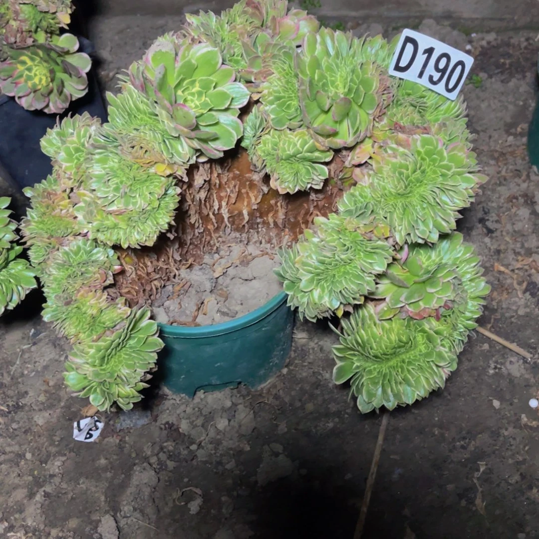 海王法师16////10cany