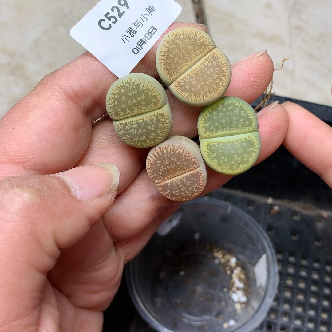 C529多肉植物保护研究所