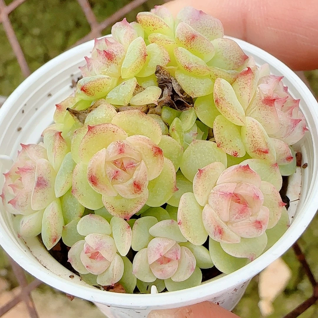 1027-22（xx-74）优选