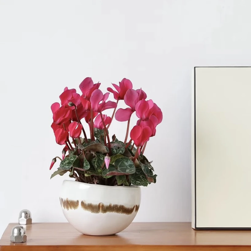 【鲑鱼红·仙客来】种球多年生！四季开花香味盆栽