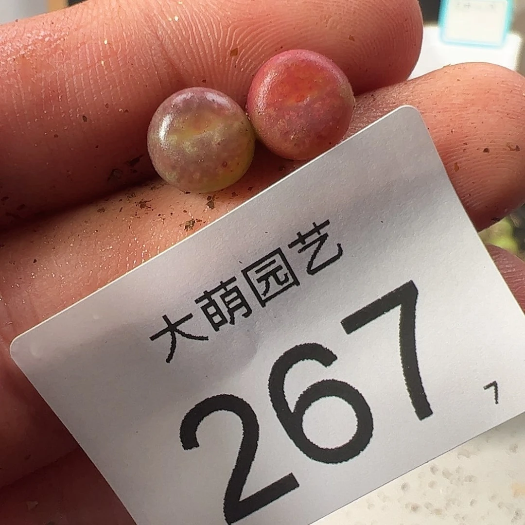 0000267 一物一拍……