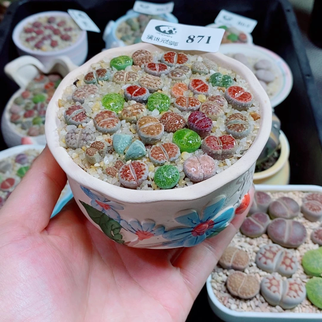生石花花花花花871