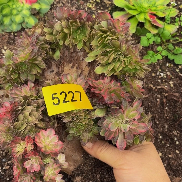 哈哈多肉葡萄福利来5227个