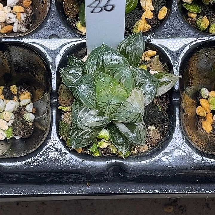 86大叶楼兰玉露锦脱土发货