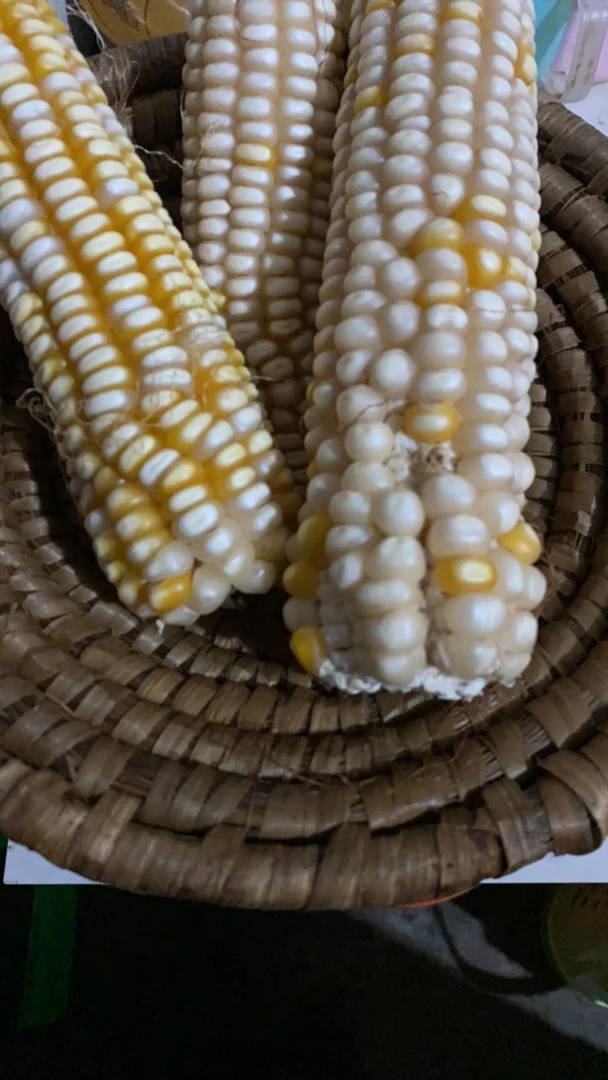 农村无添加白玉米包谷