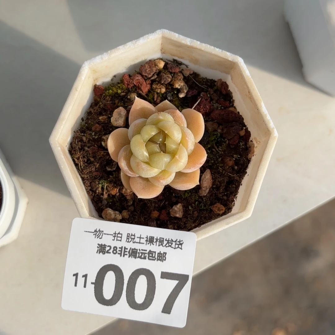 胖虎单头多肉多肉