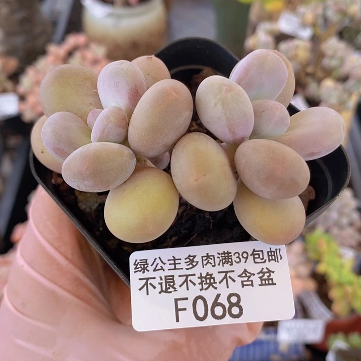 彩虹奶7cm068多肉