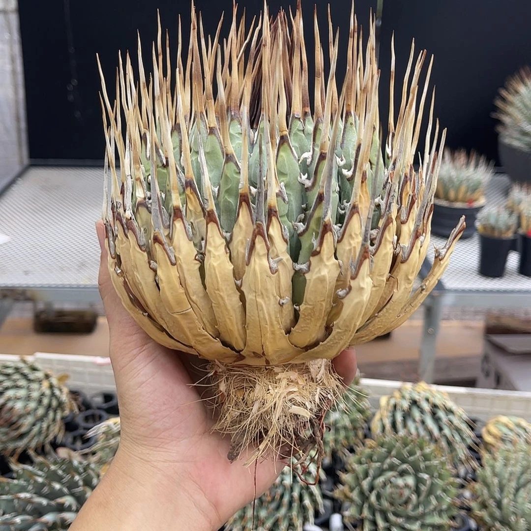 龍***粗粗粗11111111111