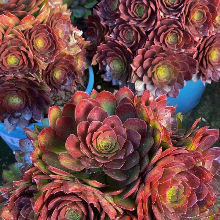 红魔一颗多肉植物