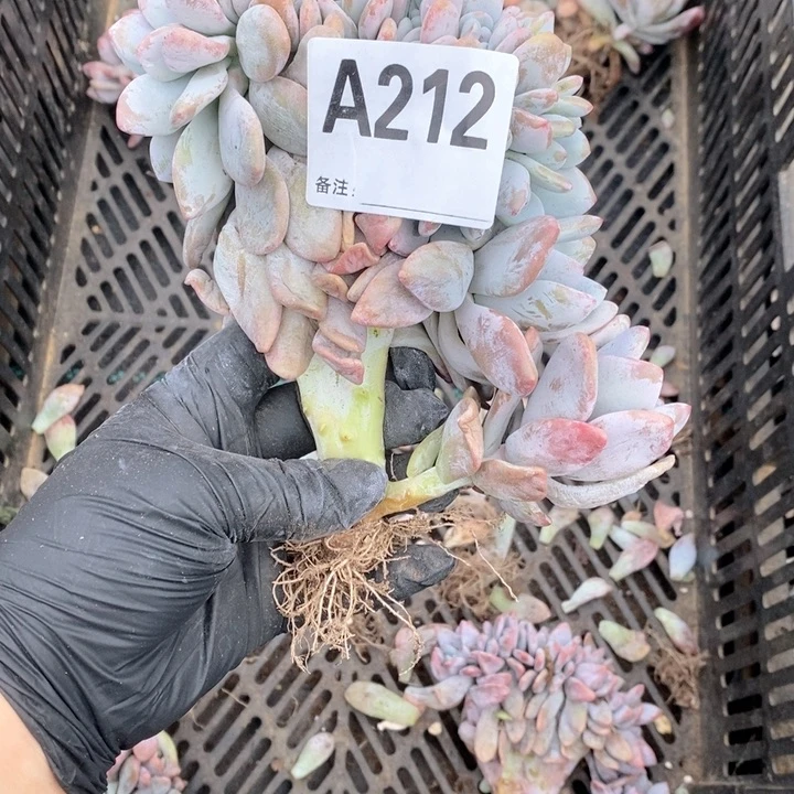 212粉兔缀哇哇哇哇哇