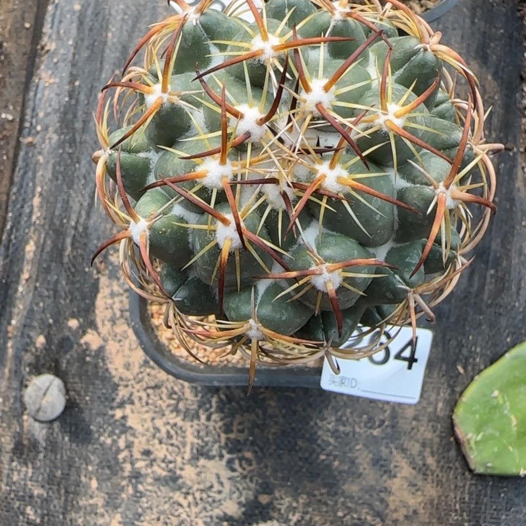 【闪购商品】乐*乐特选钢钉264