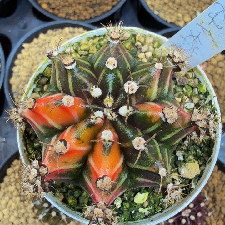 当前无花朵，栽培后可花朵