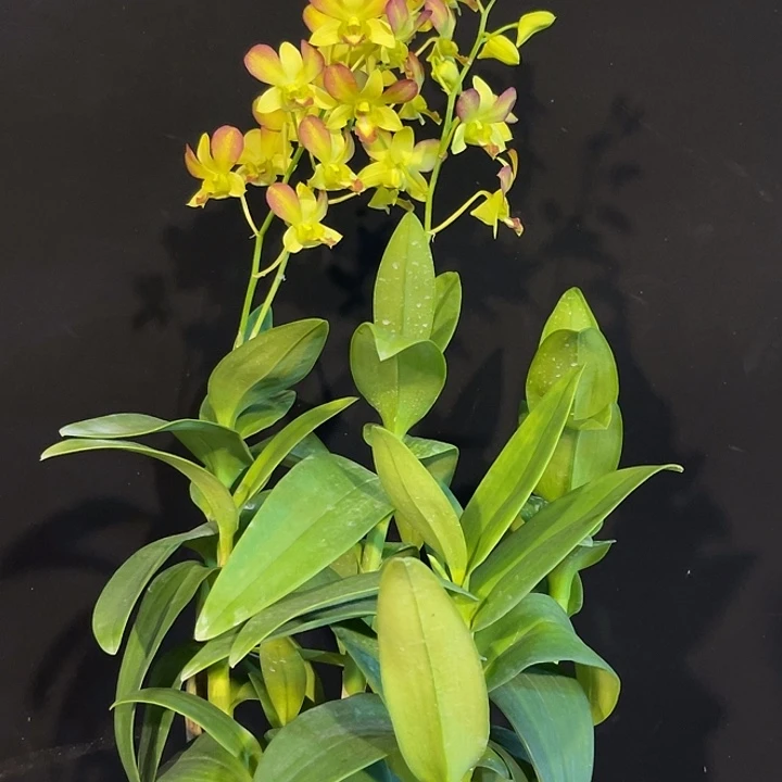 当前无花朵，栽培后可花朵黄色阿里郎1339