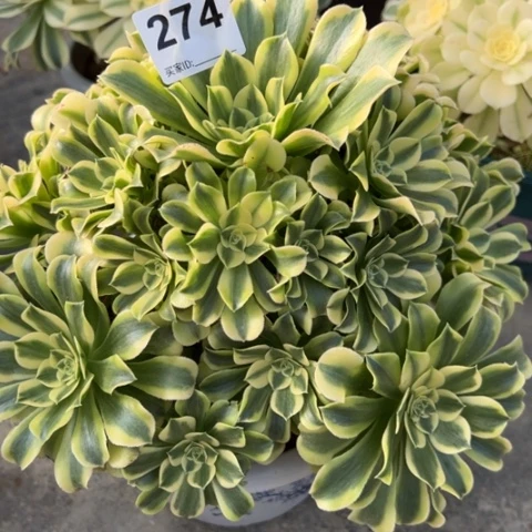 274绿豆沙27厘米左右