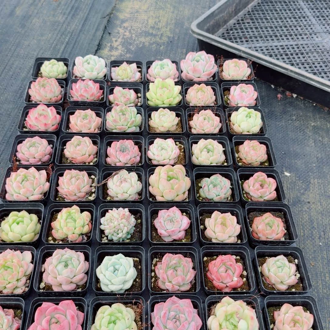 多肉杂交四十八颗量拍不带托架1-8