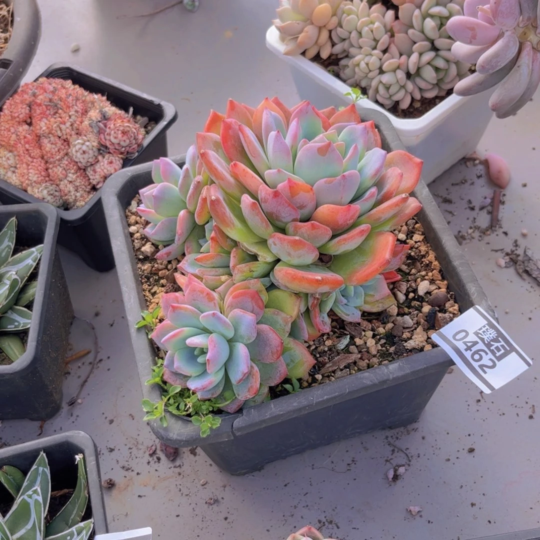 冷橙多肉植物0462