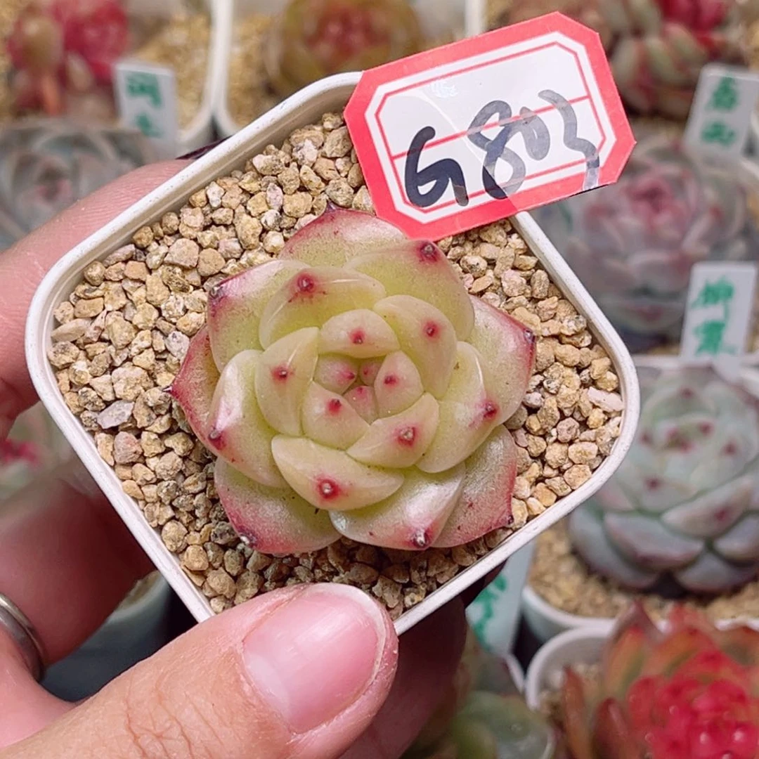 小*嗝G803一物一拍 孤品