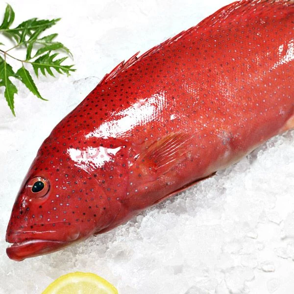 【小林生鲜/新疆包邮】东星斑鲜活海鲜