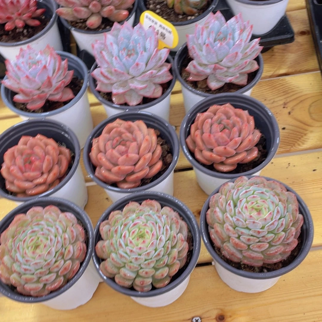 431号 开播福利粉蓝鸟加凌雪加白胖子