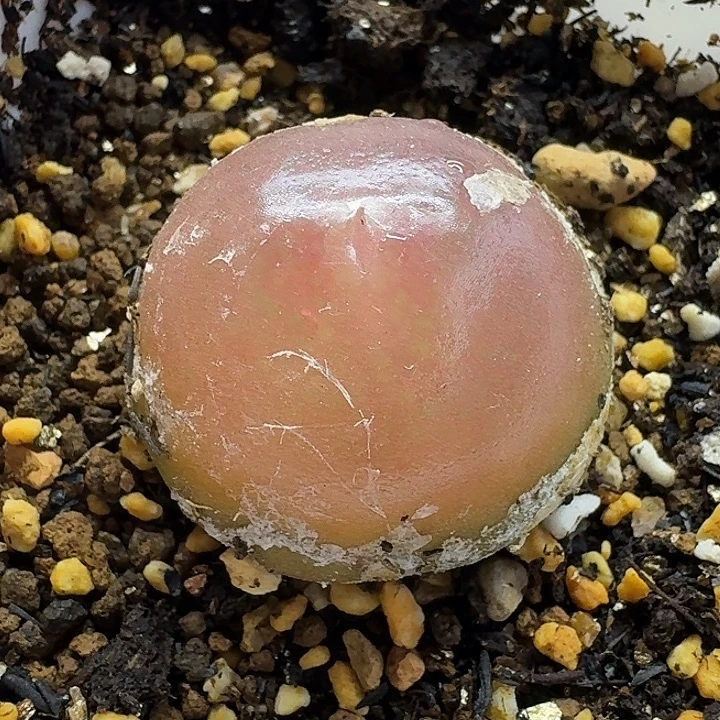 老马生石花3.2灯泡2440