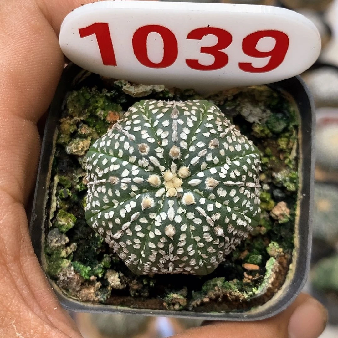 1039福利特价来了哦耶奇迹