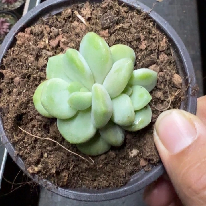 芒果冰 双头 一物一拍