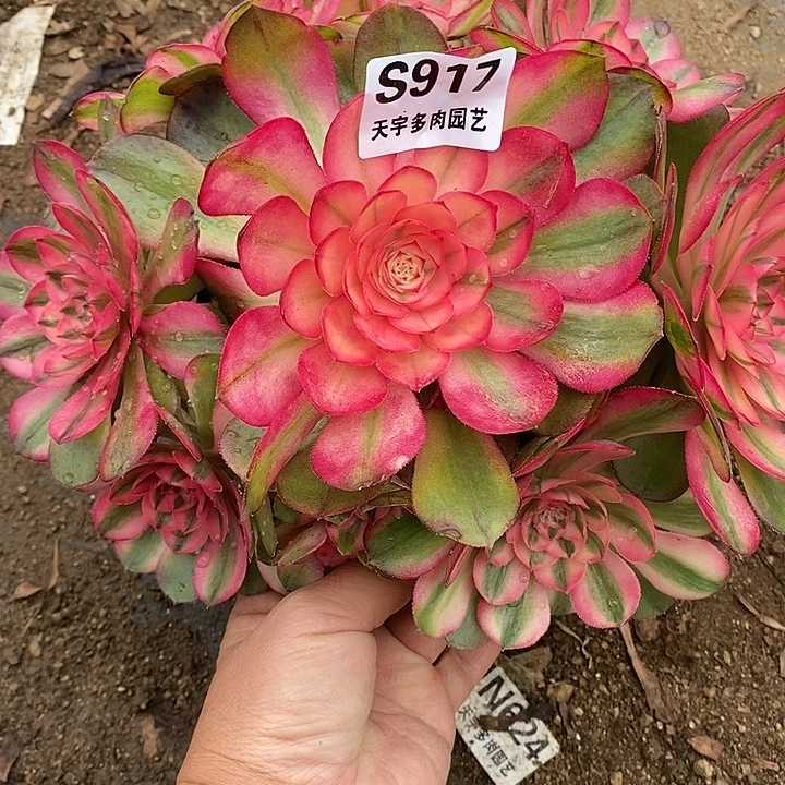 多肉植物荔枝917多肉