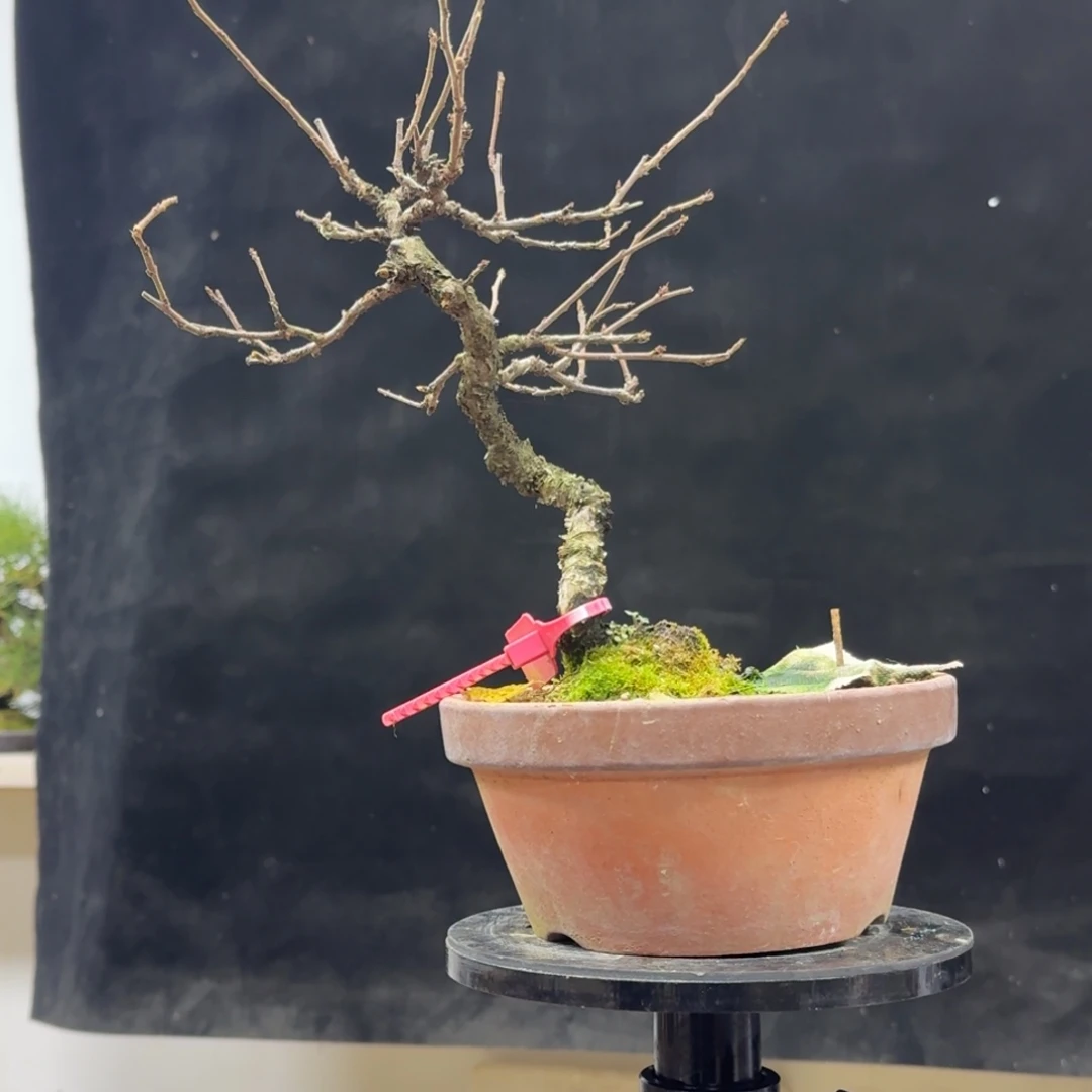 门***下无花朵270顺丰到付不包邮