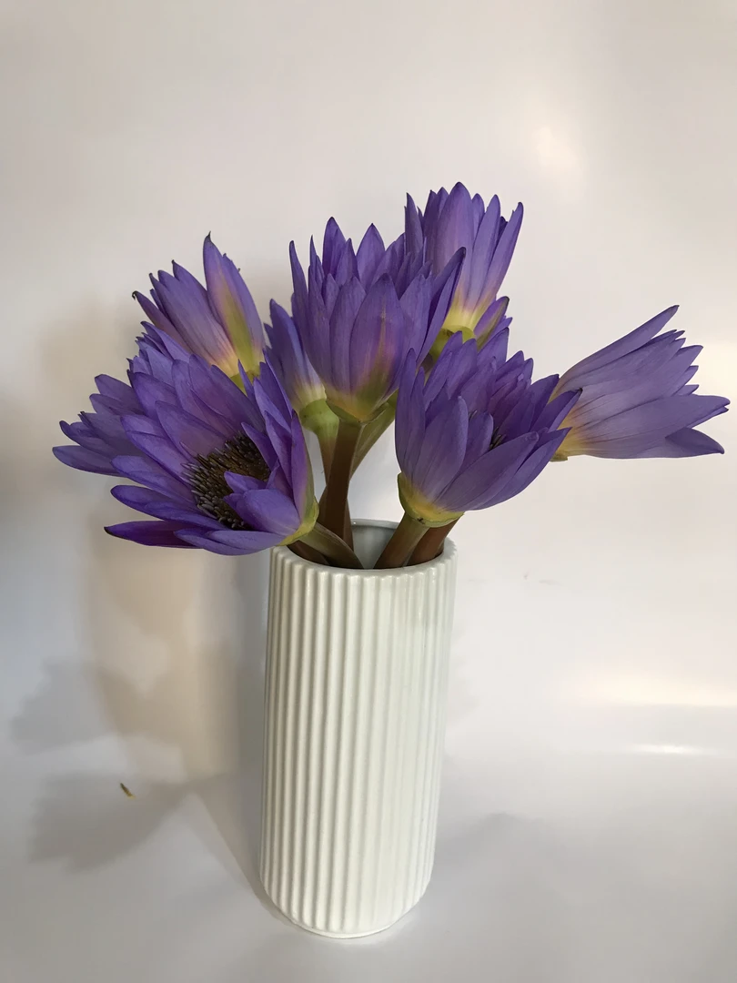 【源头一手价】紫色睡莲一把  云南基地鲜花直发   家养    水养