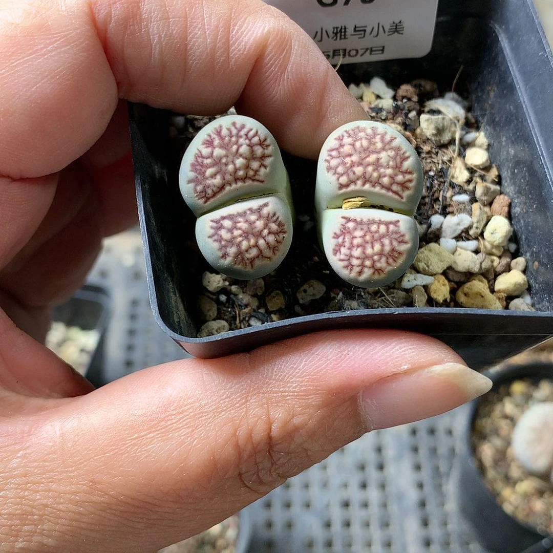 G75多肉植物保护研究所所长